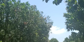 Bán đất vườn xoài gia đình ngay đối diện KCN Định Quán cách QL20 1km giá 800tr