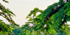 Chỉ 700Tr Sở Hữu Ngay Nền Đất Ngay. MT Đường Phước Bình, Đồng Nai.