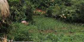 Cần tiền bán gấp mảnh đất 7018m Tại Yên Lập Phú Thọ, giá cực rẻ đầu tư