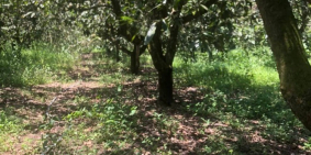 Cần tiền bán nhanh lô đất vườn xoài gia đình đối diện KCN Định Quán 800tr/sào