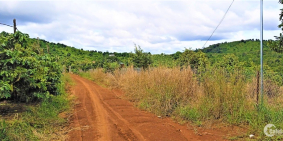 Bán rẫy 6ha giá bắt đáy, nguồn thu 10 tấn tiêu, 4 tấn cà phê, đường đất lớn