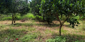 Cần Bán Đất Đồng Tiến, Đồng Phú, Bình Phước Gía Rẻ