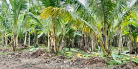 Bán vườn trái cây ,bơ ,chôm chôm ,dừa ,mít ..sổ riêng