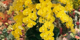 Chính chủ bán căn biệt thự liền kề phố Lạch Tray, 111m2 x 4 tầng ngang rộng 10m