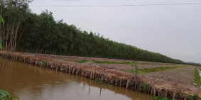 Bán đất mặt tiền giá cực rẻ chỉ 185tr/công(đất+vườn tràm 6 năm kín đất)