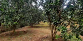 Em cần bán  gấp lô đất vườn giá F0 ở Đồng Phú, Bình Phước