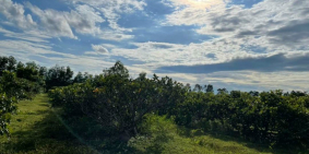 Bán vài lô vườn điều sẵn Hàm Thuận Bắc, SHR, gần QL1A chỉ 300tr/lô