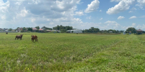 Anh tôi cần bán gấp đất trồng lúa Đức Hòa Thượng, Đức Hòa, 2529m2