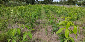 Đất mặt tiền rẻ kênh Thầy Lâm, thuộc xã Long Hưng B, Lấp Vò