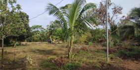 Cần nhượng lại 2 sào lấy vốn kinh doanh. Giá bán chính chủ 850tr/sào