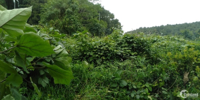 Đất trang trại và chồng cây lâu năm thuộc đất 50 năm