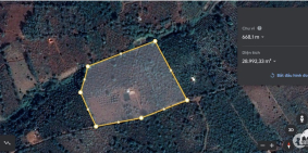 Cần chuyển nhượng vườn rẫy sầu riêng có thu nhập ổn định hằng năm ở Krông Buk