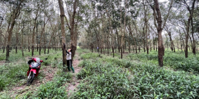 1,73 Heta Cây Cao Su đang cho thu hoạch, Đất sổ hồng, Vuông và Bằng Phẳng