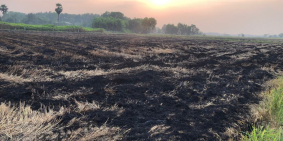 Bán đất nông nghiệp khu vực Tây Ninh.