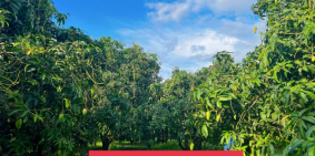 Bán lô vườn xoài chuẩn bị thu hoạch ở Định Quán- Đồng Nai, Đất qh ONT