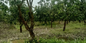 Gia đình cần bán lô đất vườn xoài của nằm ngay phía sau UBND La Ngà