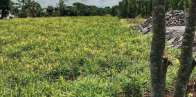 Bán 6.5x30m (100m2 TC) mặt tiền đường nhựa tại Tân Thành, Đức Trọng giá 1 tỷ 450