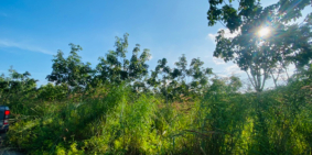 Bán Đất Đường Quốc Lộ 55, Xã Suối Kiết, Huyện Tánh Linh, Tỉnh Bình Thuận