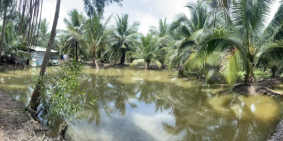 CẦN BÁN VƯỜN DỪA CHUẨN BỊ THU HOẠCH