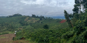 7,3sào có 40m mặt tiền đường thể hiện trên sổ. Xe hơi tận nơi