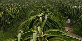 Bán đất nông nghiệp đang trồng thanh long 2.598m2