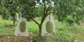 Bán vườn Mít thái Đồng Nai ngay đường lớn, nở hậu, có sổ, giá thương lượng.