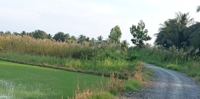 Bán đất lúa hơn 7000 m2 tại xã Tân Nhựt Bình Chánh