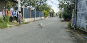 Bán đất hẻm nhựa 8m Đường số 11, Trường Thọ, Thủ Đức, 200m2, ngang khủng, chỉ