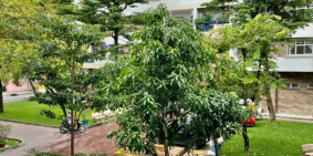 Bán Căn hộ 72.8 m2, tầng 4 Chung cư C2, P. Hiệp Phú, Quận 9