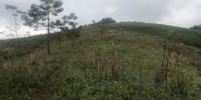 Mộc Châu - Chỉ vài trăm triệu có ngay mảnh đất khoảng 2,5ha