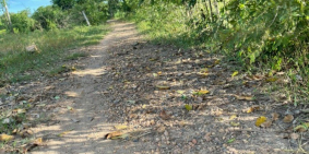 Bán 20,031m2 đất cây lâu năm hồng liêm sẵn vườn điều chỉ 190k/m2 Lh 0938677909