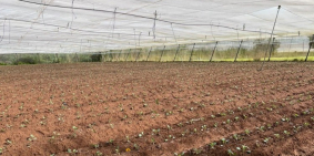 Hơn 3000m2 đất nông nghiệp full Pep Tưới, NHÀ LƯỚI, VIEW SÔNG