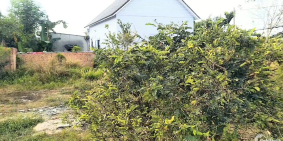 Bán lô đất giá rẻ tại trung tâm kdc thị trấn đất đỏ, huyện đất đỏ, tỉnh brvt.