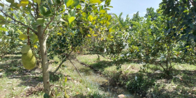 bán đất vườn trồng mít và ổi mặt tiền đường huyện lộ