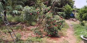 Bán 1 mẫu đất có thổ cư, mặt tiền đường quốc lộ 1A, xã hồng sơn hàm thuận bắc