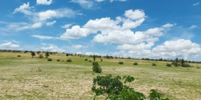 Hàng ngộp bán gấp 2177m2 chỉ 265 triệu, SHR, gần QL1A, KDL Safari, trang trại