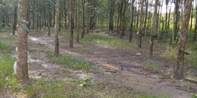 Giảm Sâu đất cao su 1.5ha,cạo 5 năm  mũ nhiều,  gần chợ 1km, ủy ban, trường học