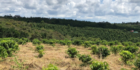 Thanh lý lỗ 1141m2 đất Tuy Đức Đăk Nông giá chỉ 290tr/sào