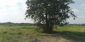 [Chính chủ] Bán đất Nông nghiệp Củ Chi vị trí đẹp, 2 mặt tiền, tặng thêm ~3000 m