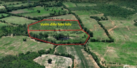 Bán 2ha đất tặng vườn điều, 3 tỷ 8 trả góp 18 tháng,có đường ô tô vào tận nơi