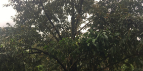 Bán gấp 1ha đất trồng sầu riêng tại Lâm Đồng