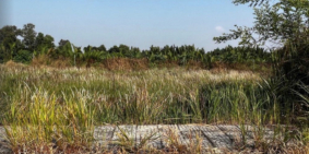 Chính chủ cần bán lô đất ở Xã Long Cang Cần Đước Long An