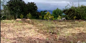 Chính Chủ bán gấp 1.500m2 giá Sốc Lâm Hà gần Đà Lạt,14m đường xe hơi,QH Thổ cư