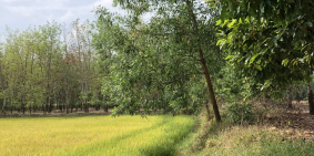 Thời điểm vàng để đầu tư bất động sản giá hời - Chỉ 425tr sở hữu 1015m2 sổ