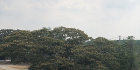 Xem là ưng ngay 3330m2 đất vườn - sổ hồng riêng giá rẻ bèo - Châu Thành, Tây