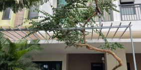 Chị gái chuyển qua nước ngoài định cư, nhờ bán hộ căn nhà 3 tầng full nội thất