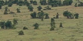 TT 182tr còn lại góp 18th lãi suất 0% có 4212m2 đất sào xã sông luỹ sổ có đường