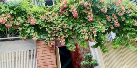 Cần Mua Nhà Chợ Tân Huong Tân Phú, 55m2, 3 Tầng, Tiện Kinh Doanh. Chỉ 4 Tỷ