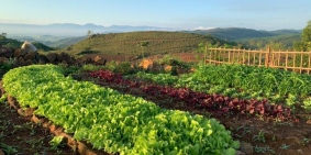 Đồi Cao Nguyên Vân Hòa, Đà Lạt 2, ngay khu dân cư,Gần 1hecta đường oto tận nơi