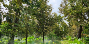 Bán gấp 6679 m2 đất sầu riêng đang cho trái, ấp Long Quới, x. Ngũ Hiệp, Cai Lậy